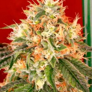 Deadhead OG Auto Feminized Seeds