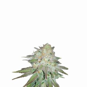 Raspberry Cough Auto Feminized Seeds