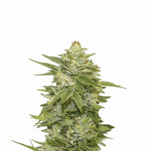 GG-48 Auto Feminized Seeds