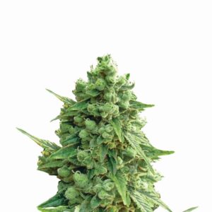 Hawaii Maui Waui Auto Feminized Seeds