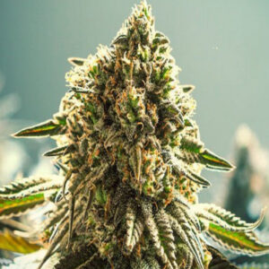 Apple Fritter Auto Feminized Seeds - BULK x 100