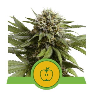 Apple Fritter Auto feminized Seeds - 5 Seeds