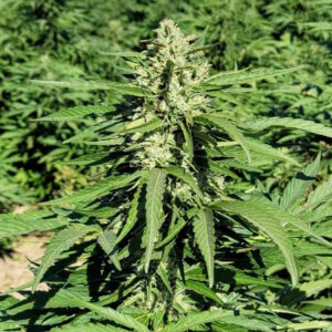 Limonene CBG Feminized Seeds