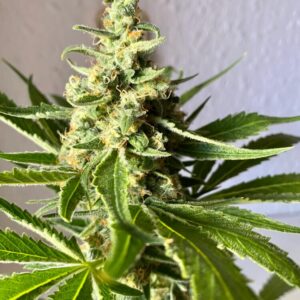 Amnesia FAST Feminized Seeds - BULK x 100