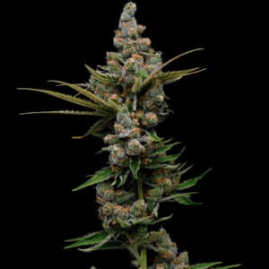 Guava Slushy Feminized Seeds