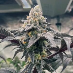 Hasbulla Feminized Seeds