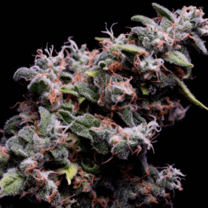 Hazy Kush S1 Feminized Seeds
