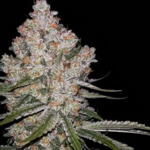 Hazy Voyage Feminized Seeds