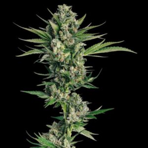 Honeycomb Chem Feminized Seeds