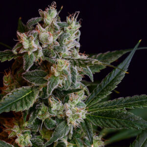 Laotian OG Regular Seeds