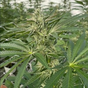 Latte Lato Feminized Seeds