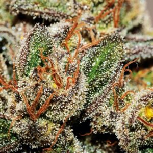 Sundae Driver Auto Feminized Seeds - BULK x 100