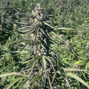 Pillsbury Droboy Feminized Seeds