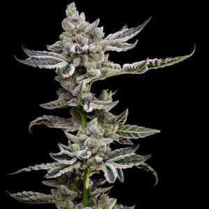 Platinum Affie 78 Regular Seeds
