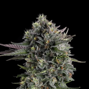 Puffinz Feminized Seeds
