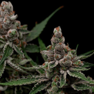 Super Blue Haze Feminized Seeds