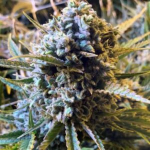 Sour Krout AUTO Feminized Seeds