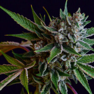 Sour Affie Regular Seeds
