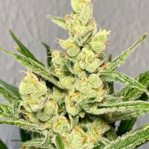 Strawberry Banana Auto Feminized Seeds - BULK x 100