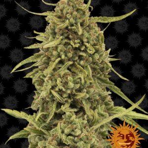 Widow Remedy Regular Seeds