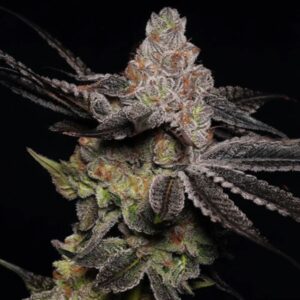 Wonka's Vineyard Feminized Seeds