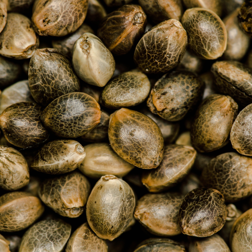Cannabis Seeds