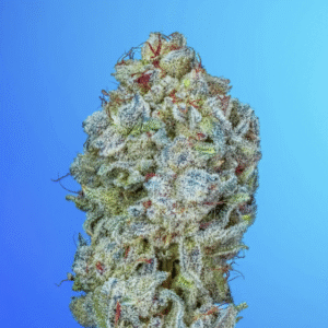 Key Lime Skunk S1