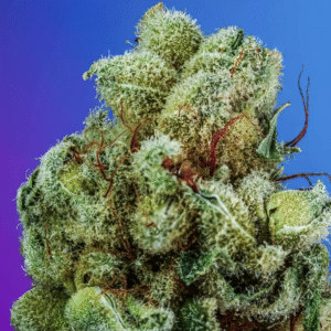 Triangle Kush Redux s1