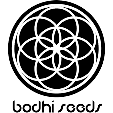 Bodhi Seeds