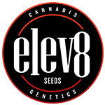 2 B Blunt Feminized Seeds