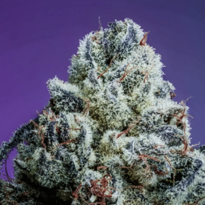 Lemon Cherry Fritter S1