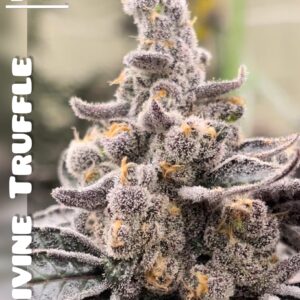 Devine Truffle