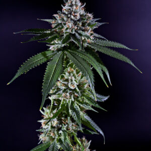 Ken's Kush (Grand Daddy Purple) Regular Seeds - 10