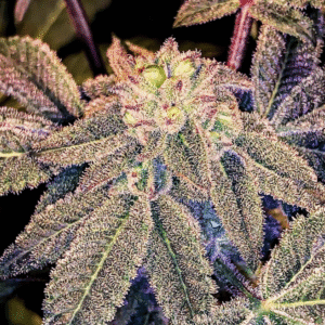 Grape Gasoline #10 S1