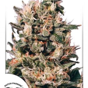 Euforia Regular Seeds - 10
