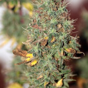 Wedding Cake Auto Feminized Seeds - BULK x 100
