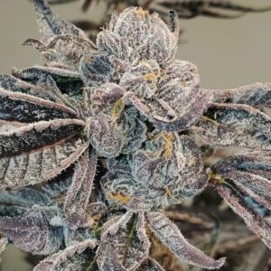 Runtz Feminized Seeds - BULK x 100
