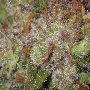 Pineapple Auto Feminized Seeds - BULK x 100