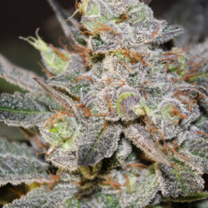Candyland Feminized Seeds - BULK x 100