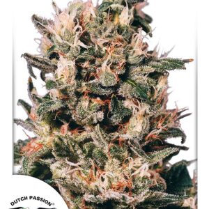 Euforia Feminised Seeds - 5