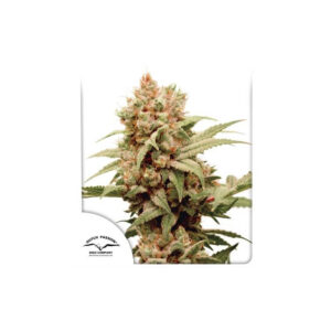 CBG-Force Feminised Seeds - 3