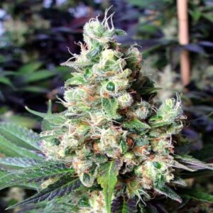 NYC Diesel Auto Feminized Seeds - BULK x 100