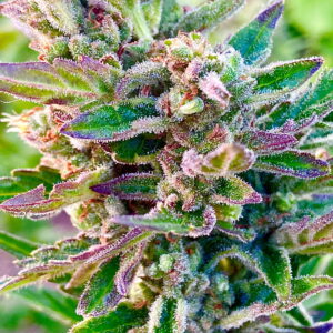 Sherbet FAST Feminized Seeds - BULK x 100