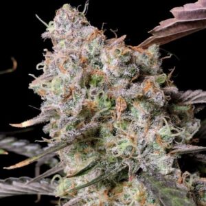 Zkittlez x Gorilla Auto Feminized Seeds - BULK x 100