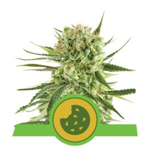 Royal Cookies Auto Feminised Seeds - 3