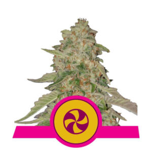 Sweet ZZ (formerly Sweet Zkittlez) Feminised Seeds - 5