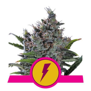 North Thunderfuck Feminised Seeds - 3