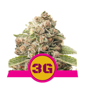Triple G Feminised Seeds - 5
