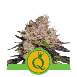 Purple Queen Auto Feminised Seeds - 3