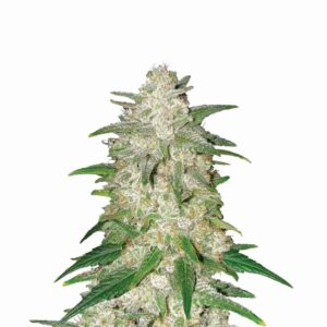 Gelato Auto Feminised Seeds - 5